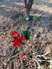 Pelargonium × hybridum
