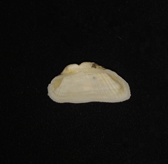 Acar gradata
