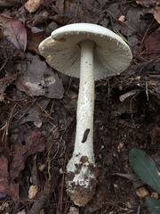 Amanita pelioma