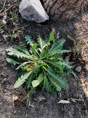 Taraxacum officinale