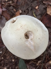 Amanita pelioma