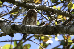 Glaucidium palmarum