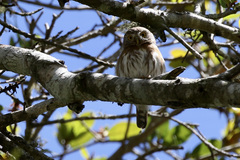 Glaucidium palmarum
