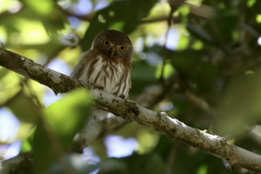 Glaucidium palmarum