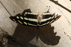 Catonephele cortesi