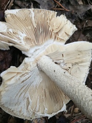 Amanita pelioma