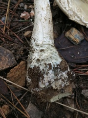 Amanita pelioma