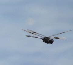 Brachymesia gravida