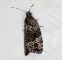 Asthenoptycha