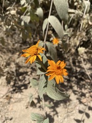 Lasianthaea macrocephala