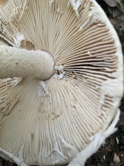 Amanita pelioma
