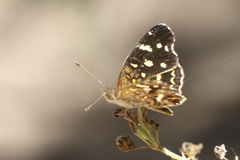 Anthanassa ptolyca amator