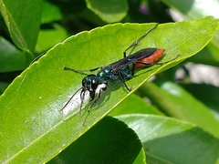 Chlorion hemipyrrhum