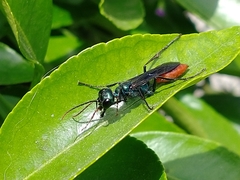 Chlorion hemipyrrhum