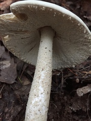 Amanita pelioma