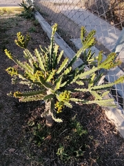 Euphorbia