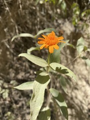 Lasianthaea macrocephala