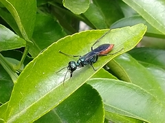 Chlorion hemipyrrhum