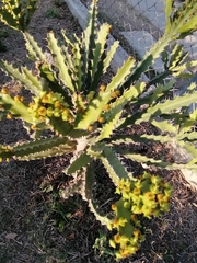 Euphorbia
