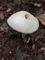 Amanita pelioma