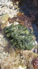 Codium convolutum