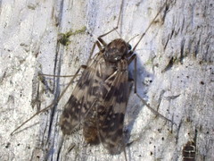 Psectrotanypus dyari