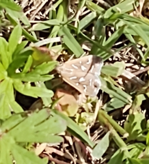 Diastictis