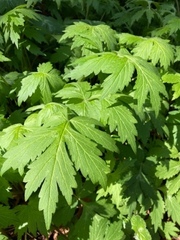 Hydrophyllum tenuipes