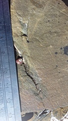 Micrelenchus tessellatus