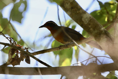 Rhodinocichla rosea