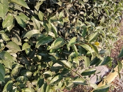 Ligustrum