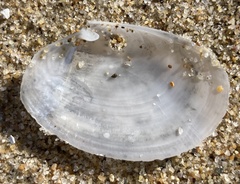 Periploma planiusculum