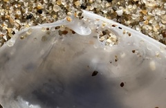 Periploma planiusculum