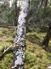 Parmelia pseudosulcata