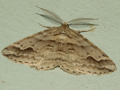 Syneora fractata