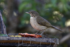 White-Throated Thrush photo 4