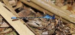 Argia alberta
