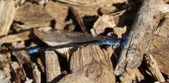 Argia alberta