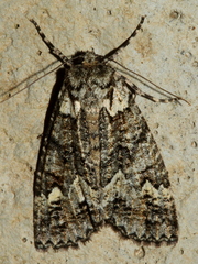 Chlenias ochrocrana