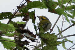 Vireolanius melitophrys