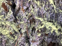 Chrysothrix granulosa