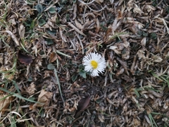 Erigeron