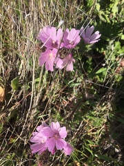 Sidalcea diploscypha