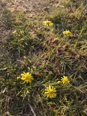 Senecio inaequidens