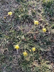 Senecio inaequidens