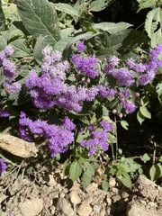Vernonia bealliae