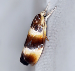 Piloprepes anassa