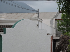 Haemorhous mexicanus