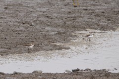 Charadrius alexandrinus