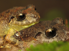 Pristimantis taeniatus